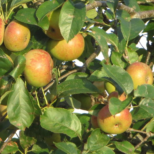 Apples